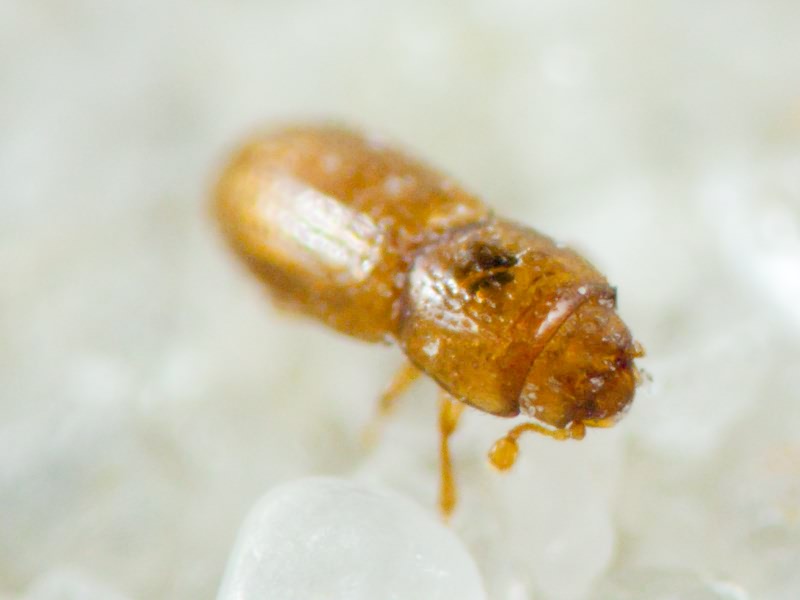 Anommatus Wesmael, 1835